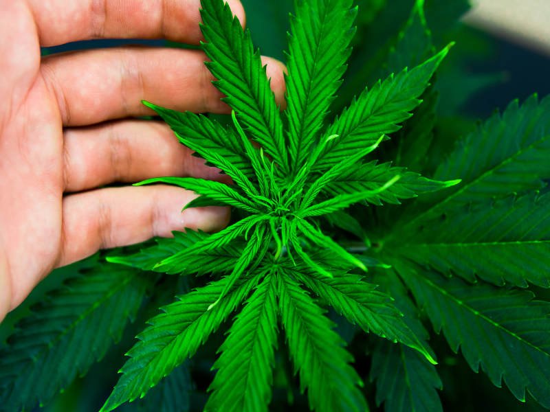 5 myths about cannabis you need to debunk - Cannabis Alliance