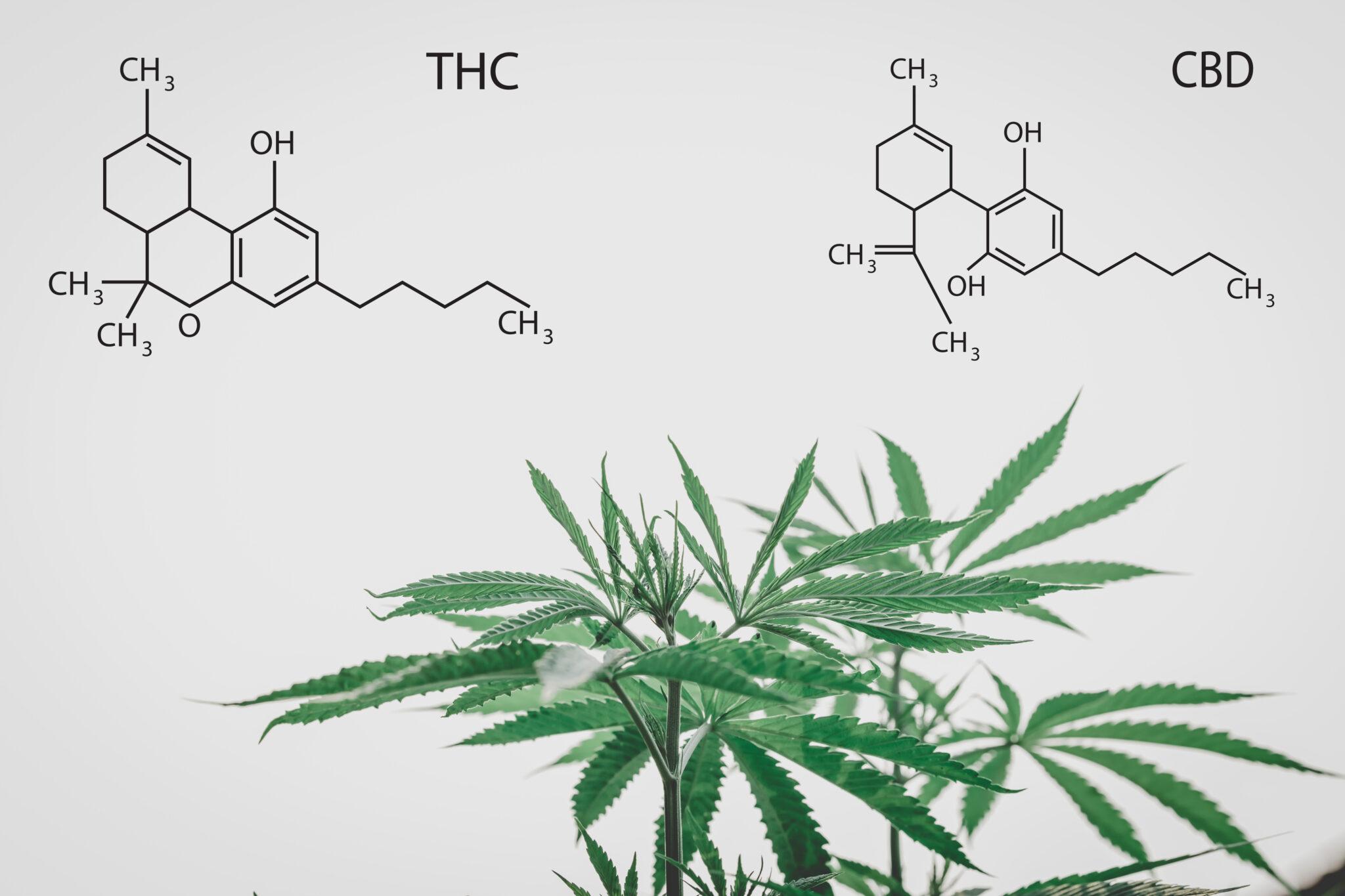 CBD and THC elements in marijuana