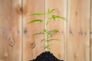 Cannabis plant growing