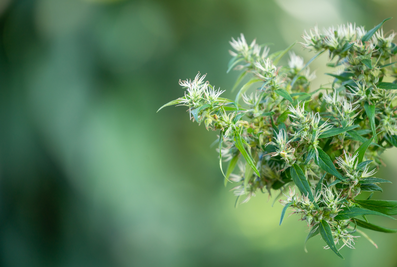 (Cannabis sativa) flowering ready to harvest