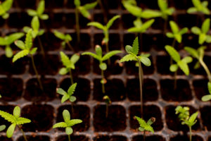 Cannabis seedlings grown in pots