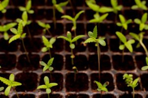 Cannabis seedlings grown in pots