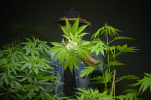 Farmer trimming top of cannabis
