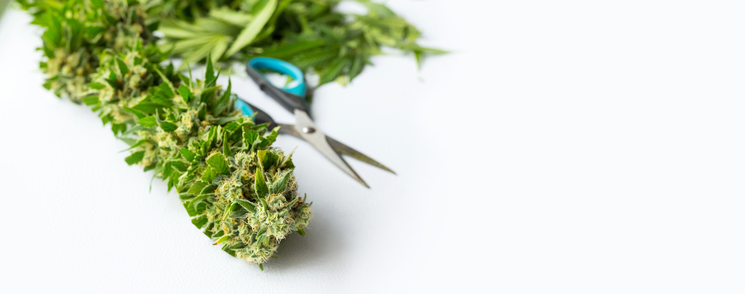 harvested Medical Marijuana on a white background
