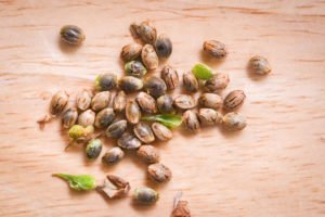 Hemp Cannabis seeds on wooden background