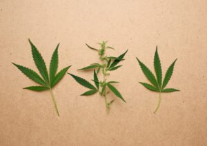 leaves of hemp on a brown background, top view