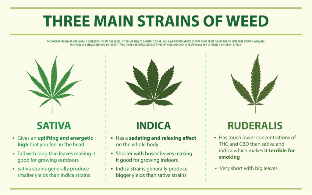 Main strains