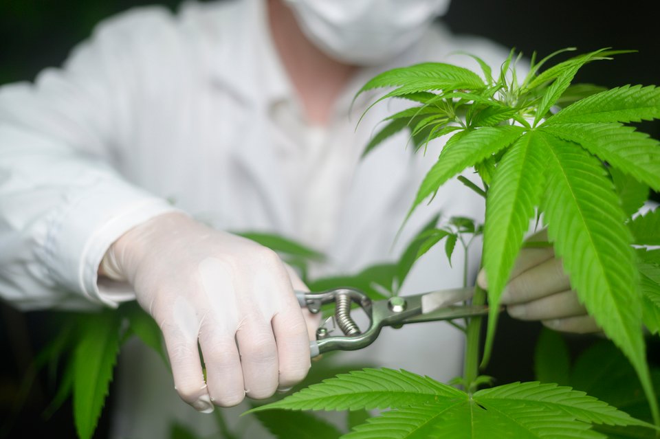 Scientist cutting top of cannabis