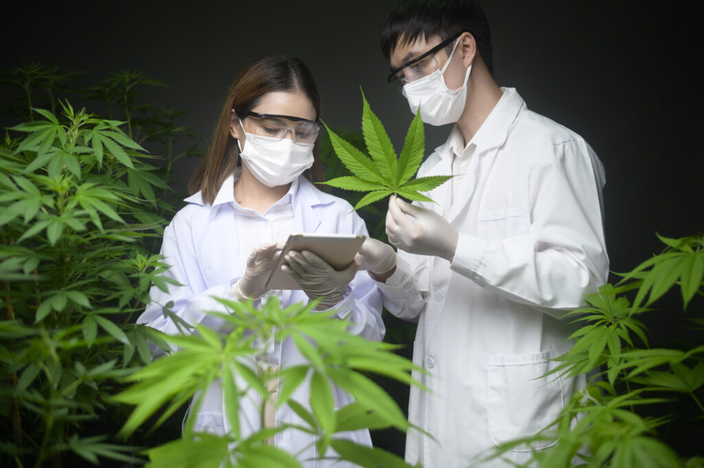 scientist holding a test tube and laptop to analysis on cannabis farm | A Detailed Guide When to Harvest Cannabis Plants