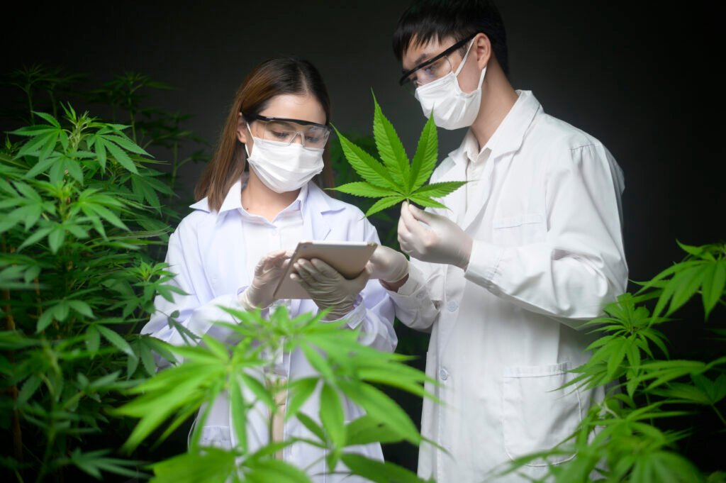 scientist holding a test tube and laptop to analysis on cannabis farm | A Detailed Guide When to Harvest Cannabis Plants