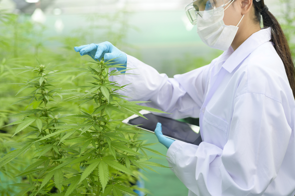 scientist using tablet to collect data on cannabis