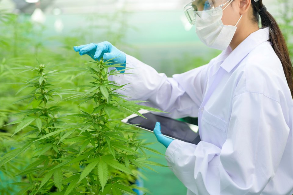 scientist using tablet to collect data on cannabis