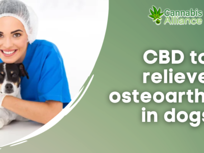 CBD to relieve osteoarthritis in dogs: effects, advice, and purchase