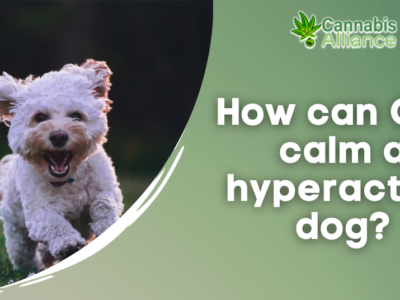 How can CBD calm a hyperactive dog