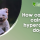 How can CBD calm a hyperactive dog